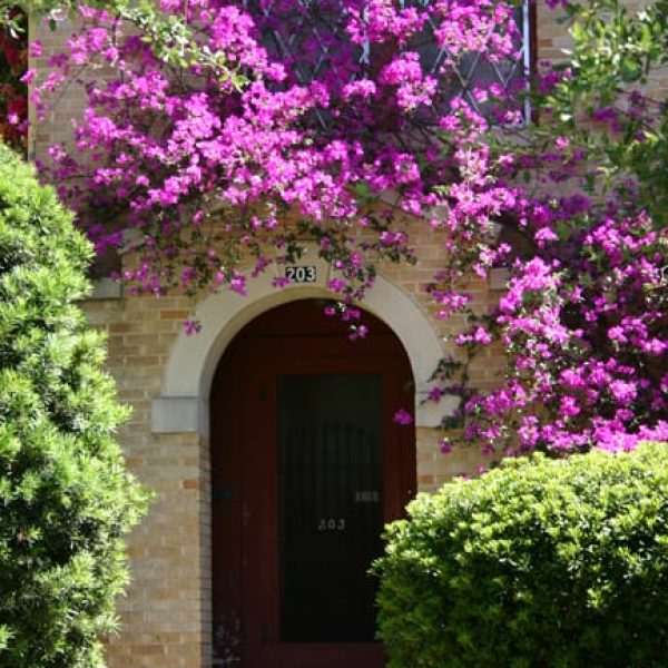 1490804548Bougainvillea-Bougainvillea-sp-form-used-behind-a-hedge-brad-wier.jpg