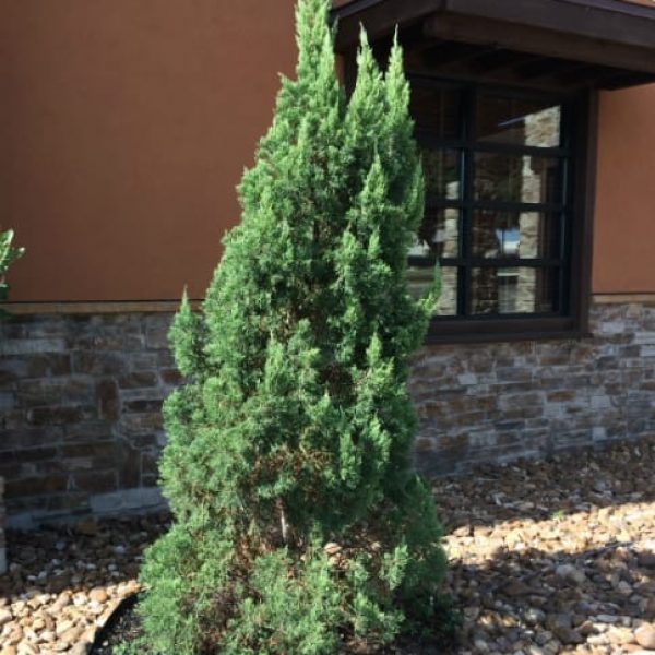 1491930525Juniper-chinese-Juniperus-chinensis-form2-mp.jpg