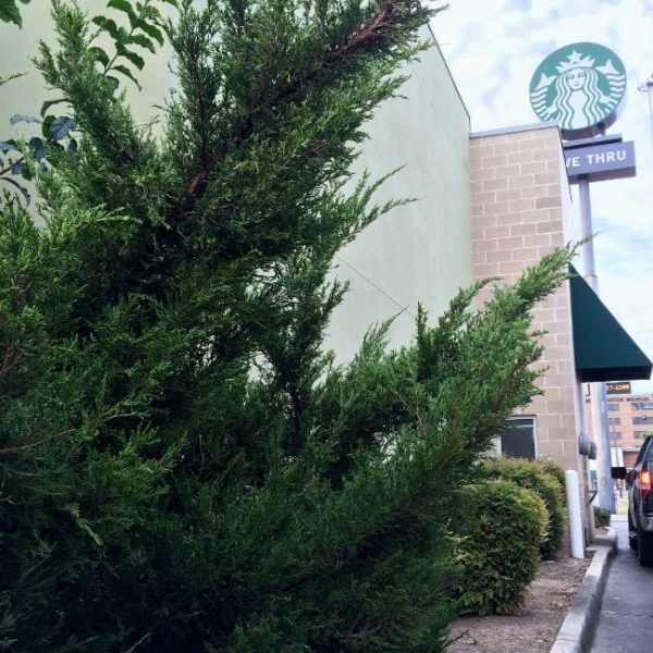 1491930544Juniper-Chinese-Juniperus-chinensis-form-bmw-10-2015.jpg