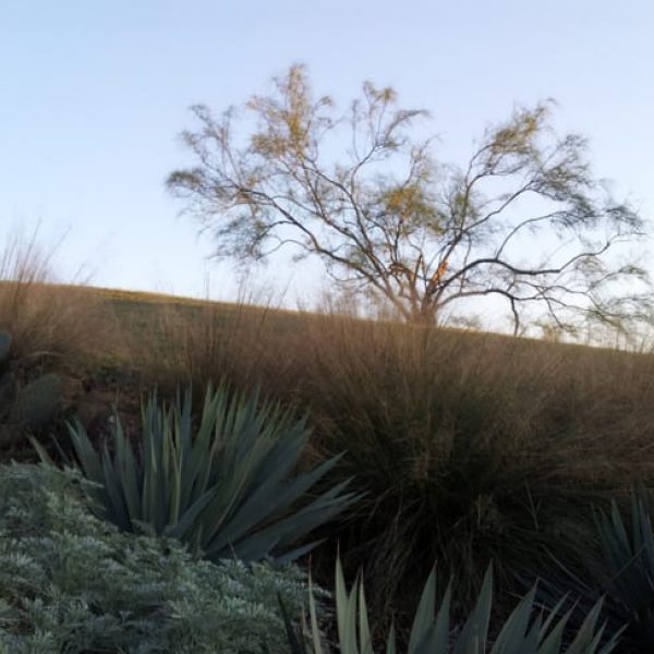 1492116895retama-parkinsonia-aculeata-20121128-form-winter.jpg