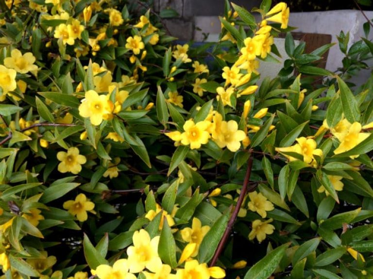 1492807124Carolina-Jessamine-Gelsemium-sempervirens-detail-Feb15.jpg