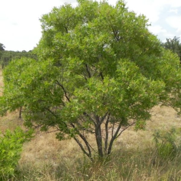 Flameleaf Sumac | Garden Style San Antonio