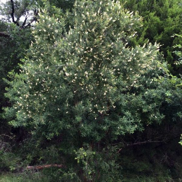 1493037877Whitebrush-Aloysia-gratissima-form.jpg