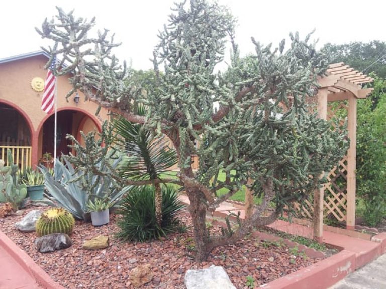 1493038209Cholla-Cylindropuntia-imbricata-form-landscape.jpg