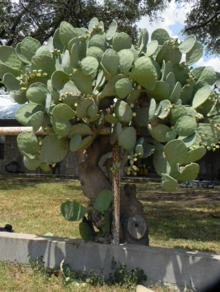 1493038853Prickly-pear-spineless-Opuntia-sp-form-San-Saba-8-2015-bmw.jpg