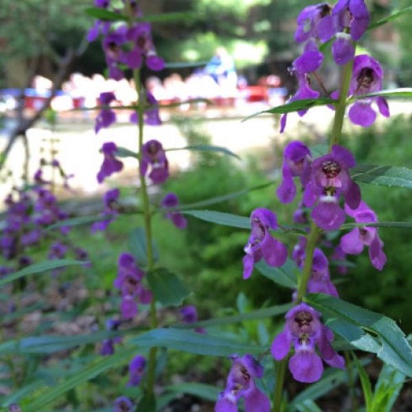 1493040338Summer-snapdragon-Angelonia-angustifolia-detail-Riverwalk-6-2016-brad-wier.jpg