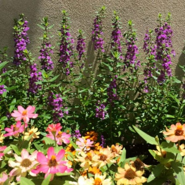1493040349Summer-snapdragon-Angelonia-angustifolia-form-Riverwalk-Brad-Wier-6-2016.jpg