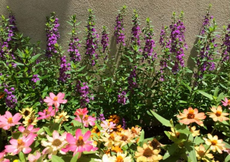 1493040349Summer-snapdragon-Angelonia-angustifolia-form-Riverwalk-Brad-Wier-6-2016.jpg