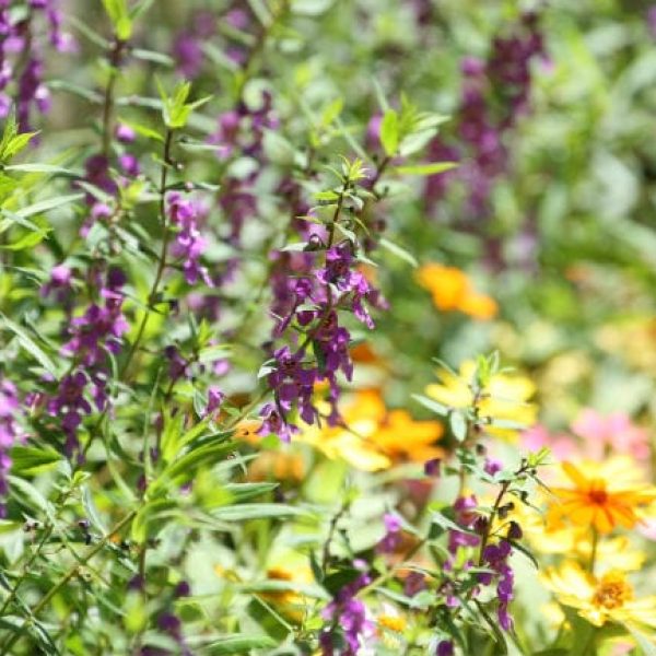 1493040353Summer-snapdragon-Angelonia-angustifolia-detail-Riverwalk-Brad-Wier.jpg