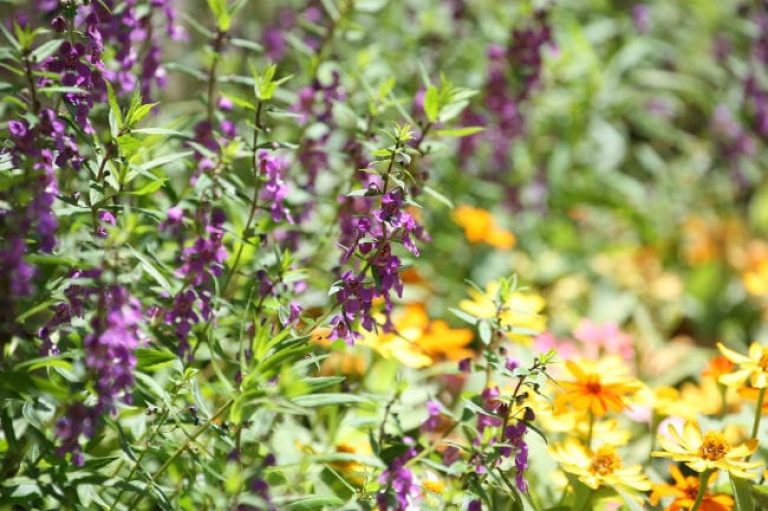 1493040353Summer-snapdragon-Angelonia-angustifolia-detail-Riverwalk-Brad-Wier.jpg