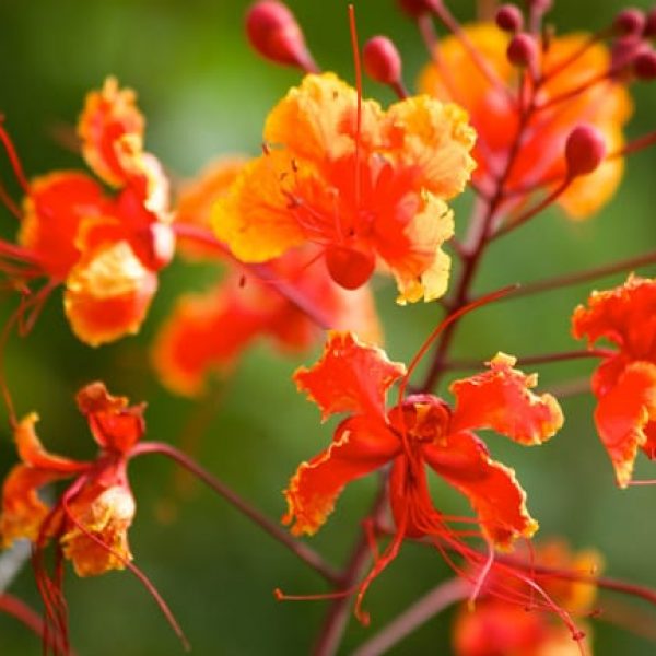 1493040569Poinciana-Pride-of_barbados-Caesalpinia-pulcherrima-detail-rogers.jpg