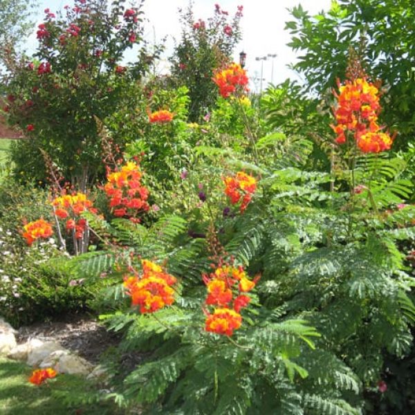 1493040692Pride-of-Barbados-Caesalpinia-pulcherrima-form.jpg