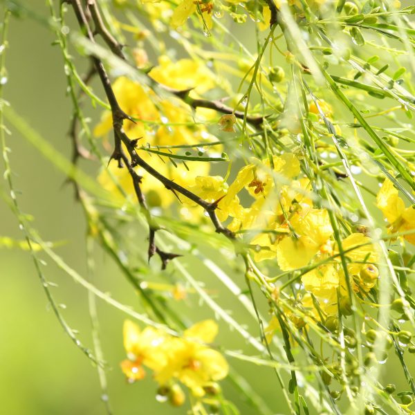 1493040805retama-parkinsonia-aculeata-brad-wier-san-antonio-botanical-april.JPG