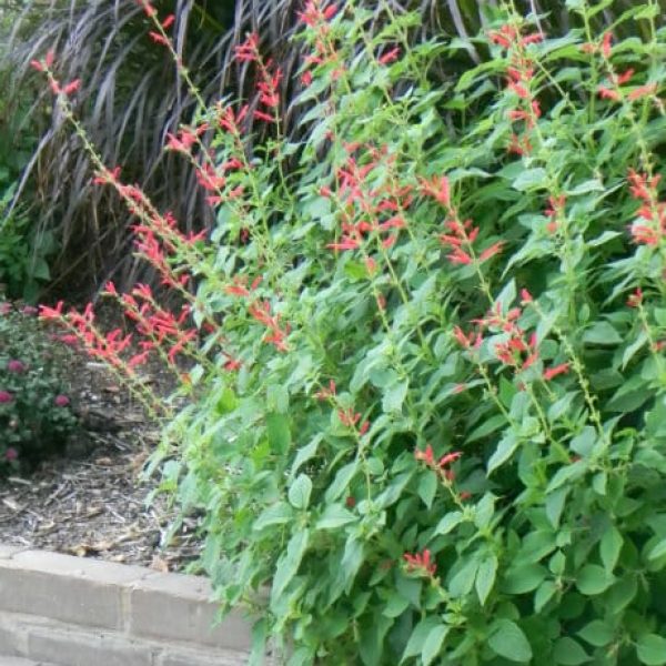1493041535Sage-Pineapple-Salvia-elegans-form.jpg