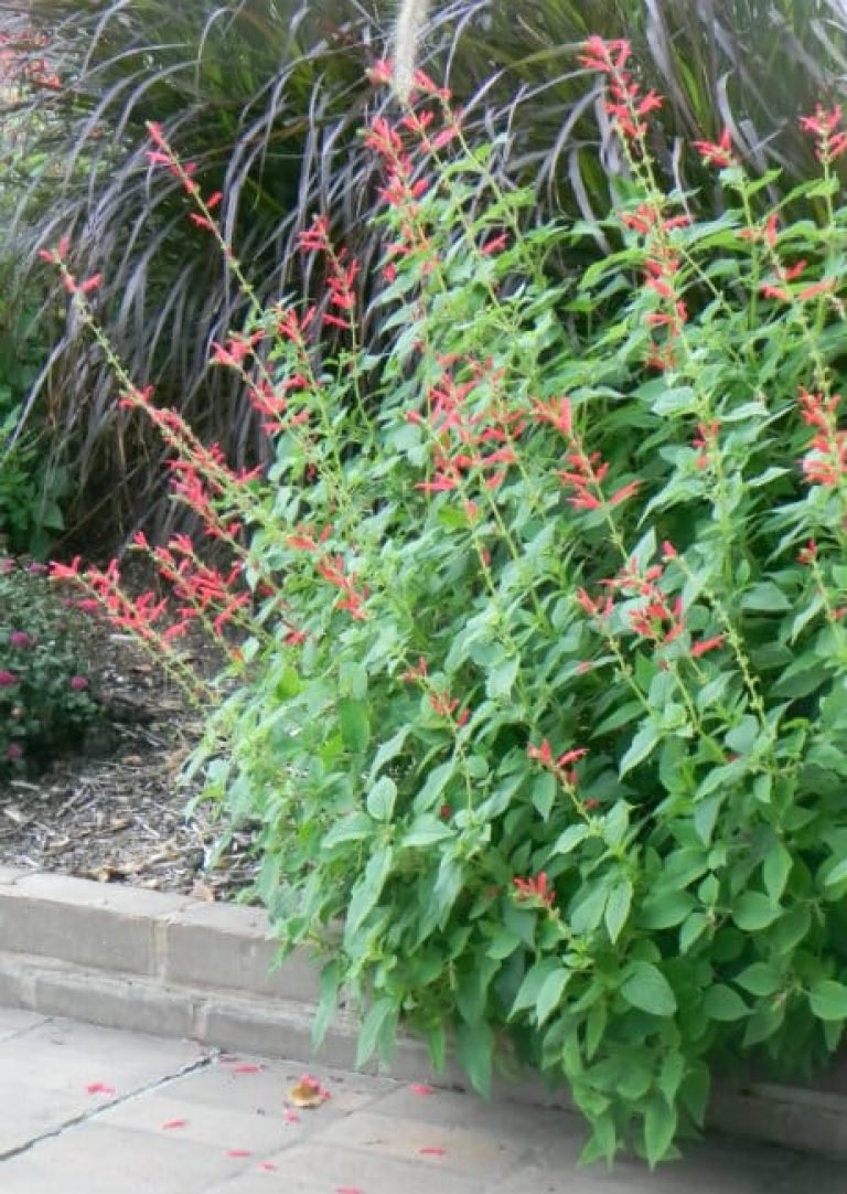 1493041535Sage-Pineapple-Salvia-elegans-form.jpg