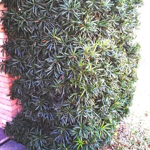 1493067507Japanese-Yew-Podocarpus-macrophyllus-form.jpg