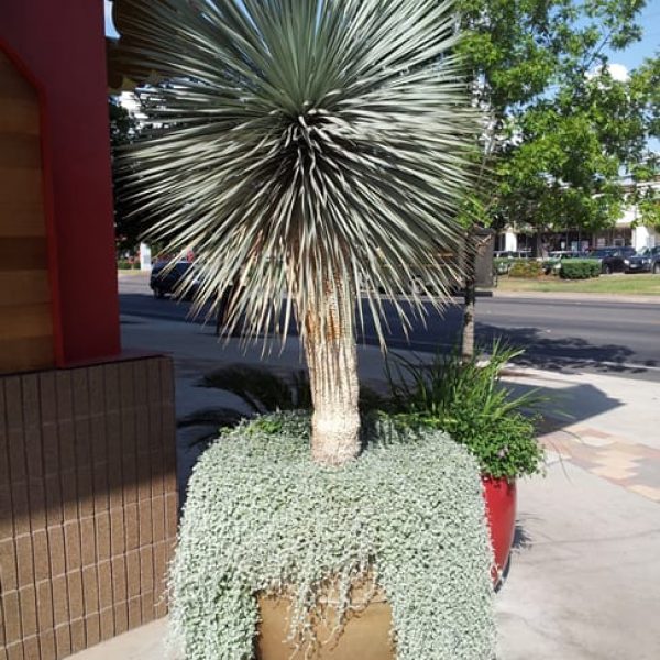 1493240492Yucca-Big-Bend-yucca-rostrata-form-Austin-August.jpg