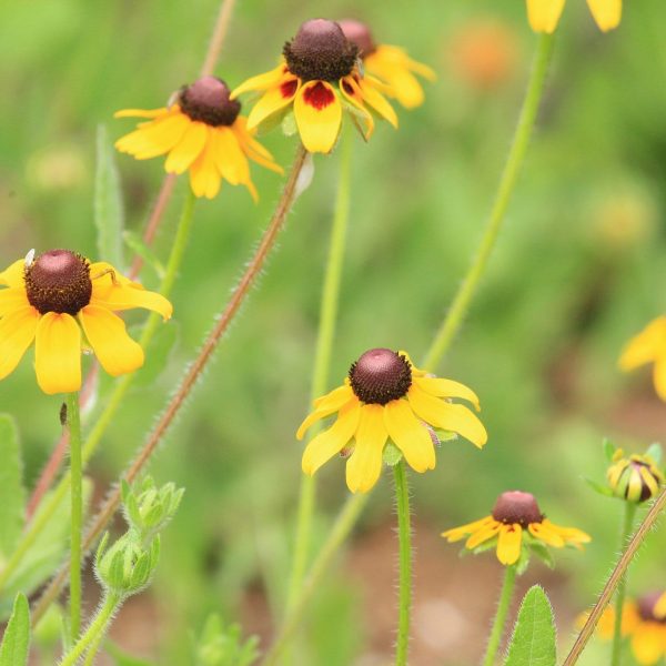 1493325735Brown-eyed-Susan-Rudbeckia-hirta-detail-brad-wier.jpg