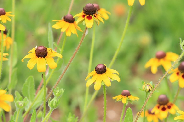 1493325735Brown-eyed-Susan-Rudbeckia-hirta-detail-brad-wier.jpg