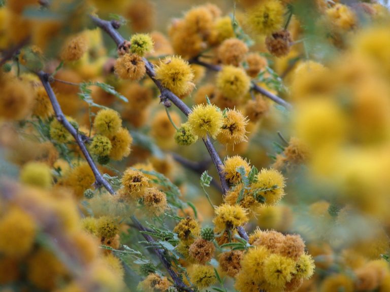 1493728488huisache-acacia-farnesiana-brad-wier.jpg