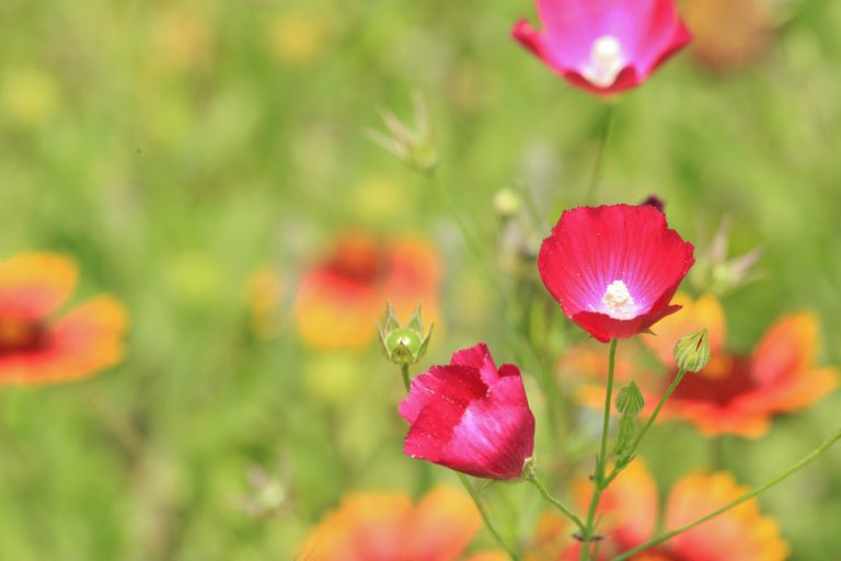 1493730949Winecups-Callirhoe-leiocarpa-detail-april-brad-wier.jpg