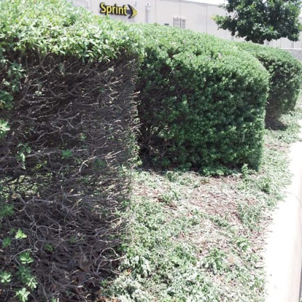 1493731337Cenizo-Leucophyllum-frutescens-form-sheared-hedge-6-2014.jpg