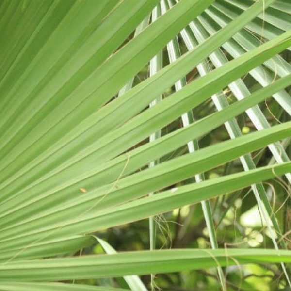 1495559874Palm-texas-sabal-Sabal-mexicana-detail-leaf.jpg