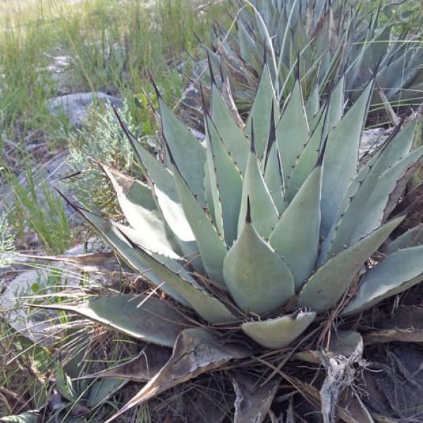 1497016597Agave-Parry-Agave-parryi-form.jpg