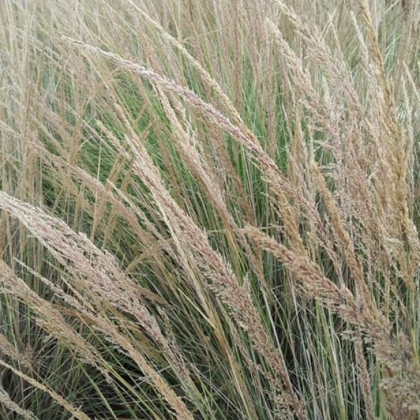 1497018906muhly-grass-lindheimers-muhlenbergia-lindheimeri-detail.jpg