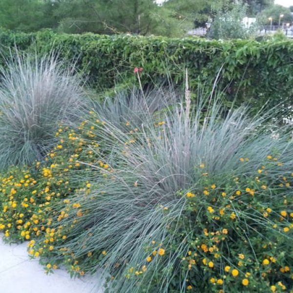 1497018960muhly-grass-lindheimers-muhlenbergia-lindheimeri-form.jpg