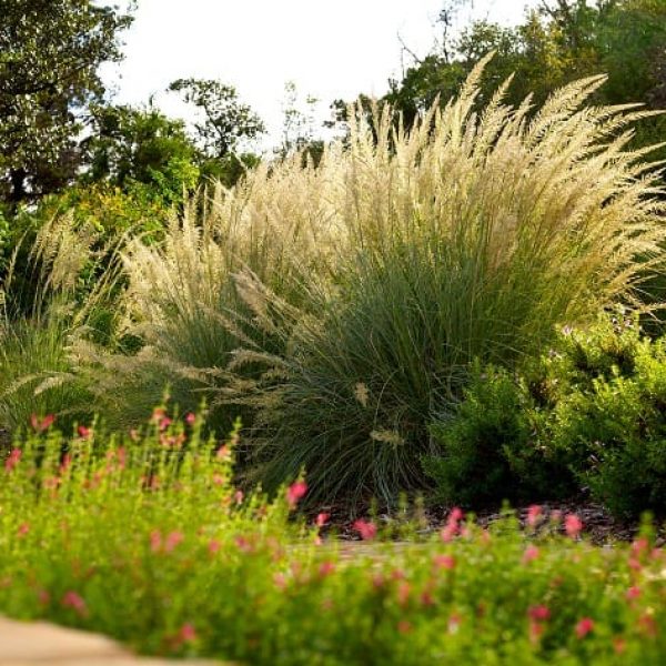 1497018996s-Lindheimer-Muhly-with-Salvia-in-Foreground.jpg