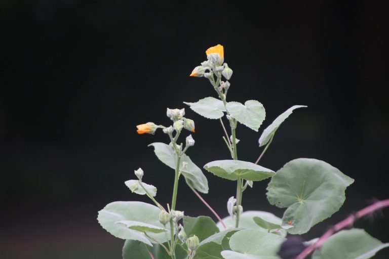 1498251250Velvet-Mallow-Allowissadula-holoserica-brad-wier.JPG