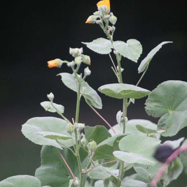 1498251262Velvet-Mallow-Allowissadula-holoserica-7W0U4139.JPG