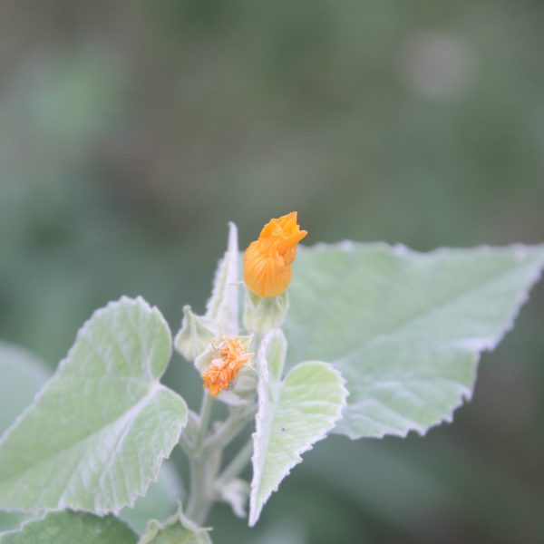 1498251275Velvet-mallow-Allowissadula-sericea-detail-flowerbud-leaf.JPG