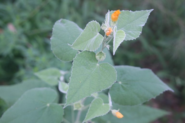 1498251280Velvet-mallow-Allowissadula-sericea-detail.JPG