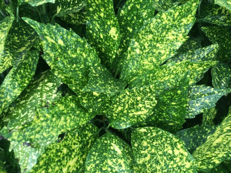 1498572579Aucuba-Aucuba-japonica-detail-leaf-brad-wier-june-2017.JPG