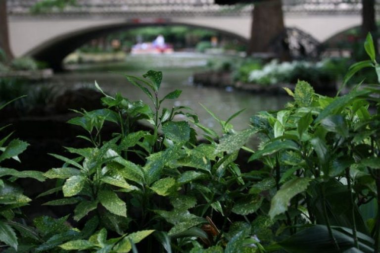 1498572588Aucuba-Aucuba-japonica-form-Riverwalk-Brad-Wier-6-2016.jpg