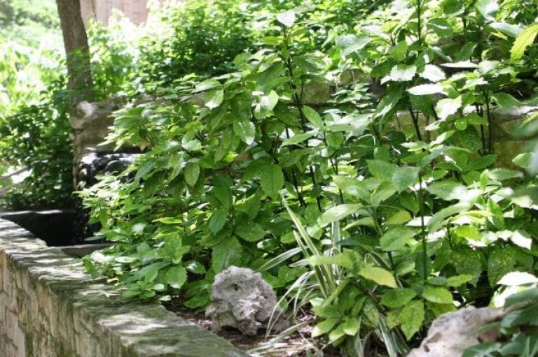 1498572622Aucuba-Aucuba-japonica-form-Riverwalk.jpg