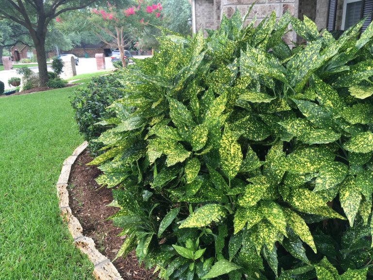 1498574144Aucuba-Aucuba-japonica-form-june-2017.JPG