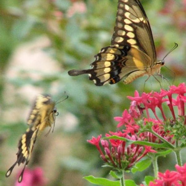 1499461990Pentas-Pentas-lanceolata-detail-swallowtail-butterfly-brad-wier-SABG-2009.jpg