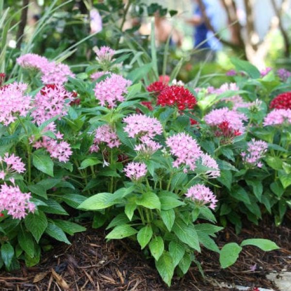 1499461999Pentas-Pentas-lanceolata-form-Gristmill-Brad-Wier-6-2016.jpg