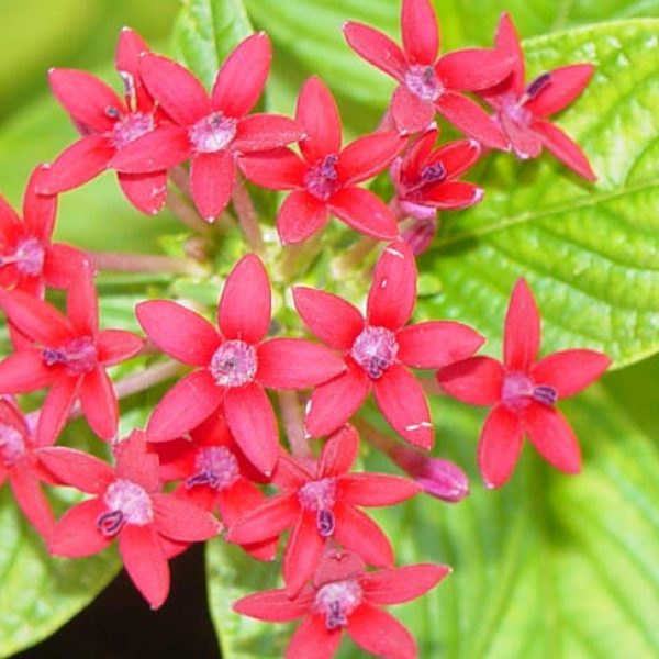 1499462007Pentas-pentas-lanceolata-detail.jpg