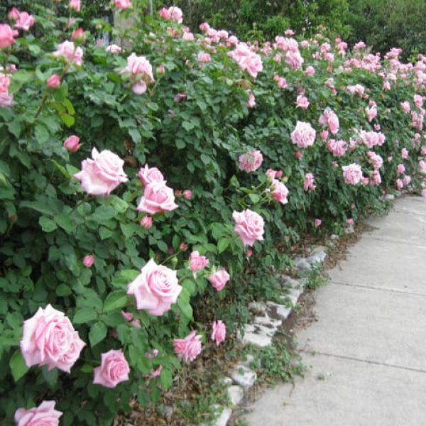 1499778088rose-belindas-dream-rosa-x-form-hedge.jpg