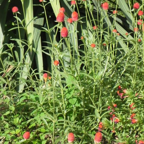 1499778384Globe-Amaranth-Gomphrena-globosa-Strawberry-fields-form-sabg-8-2014.jpg