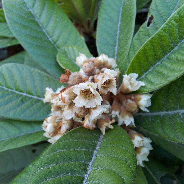 1499964425Loquat-Eriobotrya-japonica-detail-flowering-brad-wier-20140130_160647.jpg