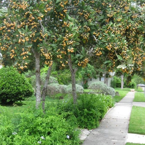 1499964445loquat-eriobotrya-japonica-form.jpg