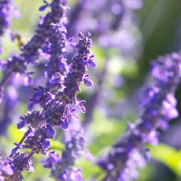 1499965009Sage-indigo-spires-Salvia-x-detail.jpg