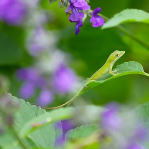 1499965038sage-indigo-spires-salvia-x-detail-wildlife.jpg