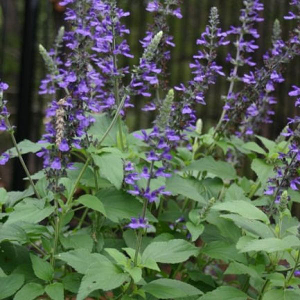 1499965065Sage-Indigo-spires-Salvia-x-form.jpg