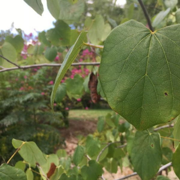 1504126593Redbud-oklahoma-Cercis-canadensis-var-texana-leaf-summer-web-sized.jpg